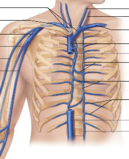 Arm muscles can also be classified by their compartments or regions. Anatomy Quiz Upper Limb