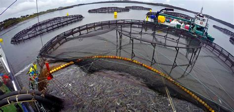 Your municipal supply water would be fine. New Genetic Research Shows the Legacy of Fish Farm ...