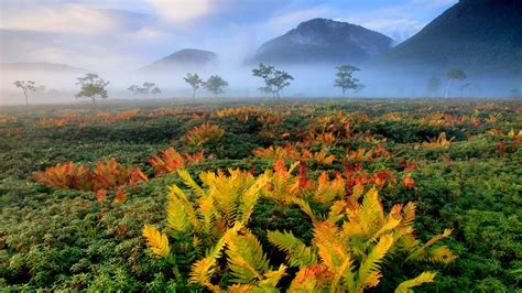 Hokkaido Japan Mountain And Fern Trees With Fog Hd Nature Wallpapers