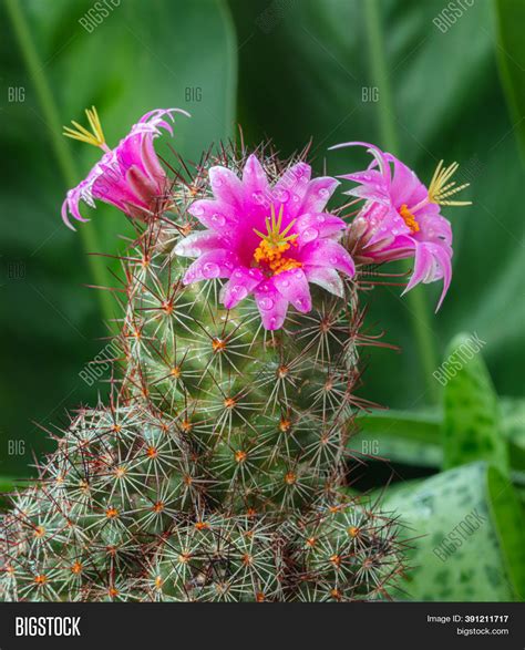 Cactus Flower Pink On Image And Photo Free Trial Bigstock