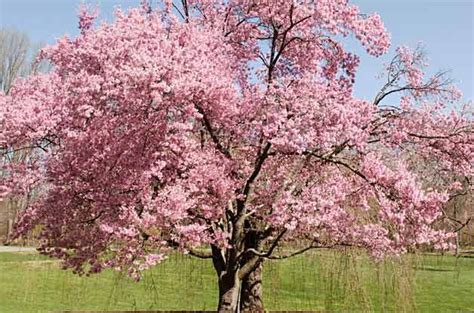 Healthy, mature plants · fedex direct to your home Flowering Trees | Tree Growing - Birds & Blooms