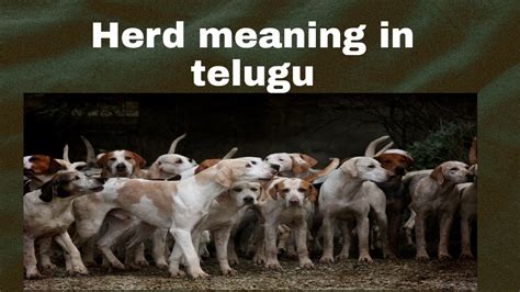 Telugu to english dictionary search. Herd meaning in telugu? with example - YouTube
