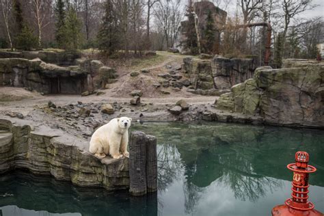 Der Erlebnis Zoo Hannover Nana Und Die Pandemie › Steffen Krach