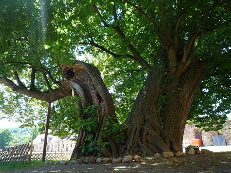 Oldest Trees Najstarsze Drzewa Lipy W Siedlęcinie Boberröhrsdorf