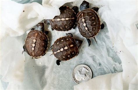 May enter dormancy but not a true hibernator7. Gulf Coast vs Eastern Box | Tortoise Forum