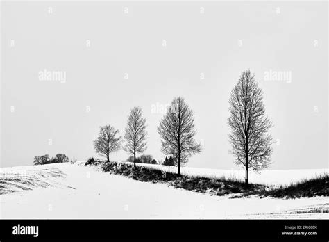 A Stunning Black And White Photograph Featuring A Snow Covered