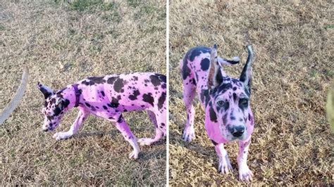 Mum Dyes Her Great Dane Pink So People Wont Be Afraid Youtube