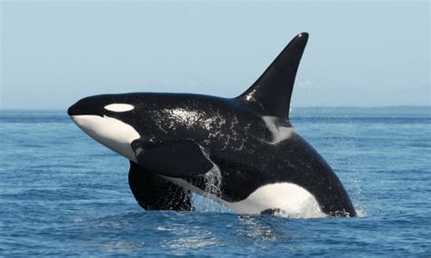 Get To Know The Salish Sea Orcas David Suzuki Foundation