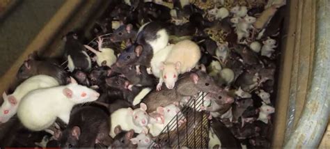 It's hard to say who enjoys a visit to our store more! Final Kubic Family Member Is Sentenced for Cruelty | PETA