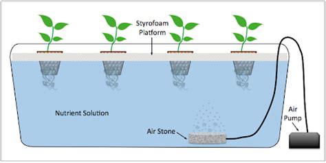 Everything You Need To Know About Hydroponic Indoor Growing Systems