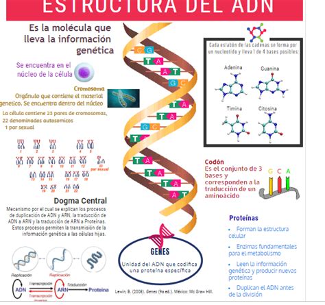 GenÉtica Estructura Del Adn