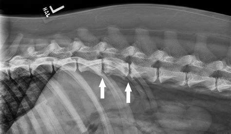Discospondylitis In Dogs And Cats Signalment Diagnosis And Treatment