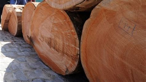 Over 5 million 'Rosewood Trees' exported illegally to China - Report - The Ghana Report