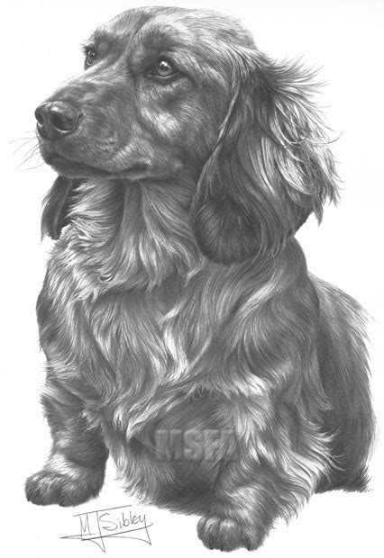 They were originally bred from wolves. LONGHAIRED DACHSHUND fine art dog print by Mike Sibley