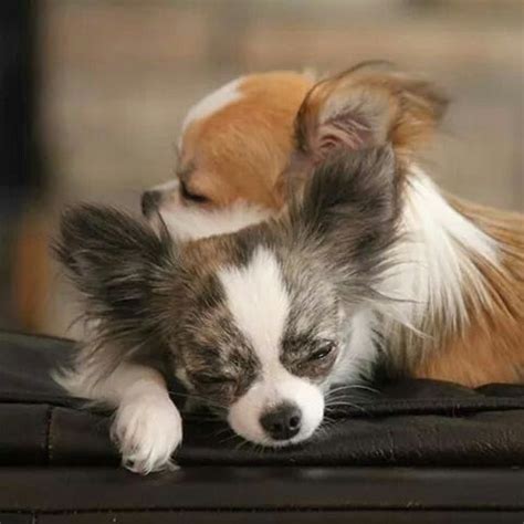 If their coats are neglected they can develop mats or tangles, and neither of. Chihuahua Grooming - All My Chihuahuas