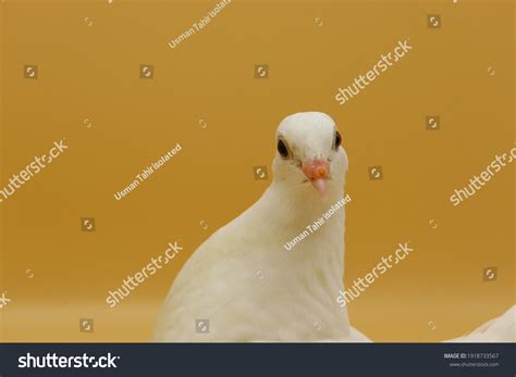 English Fantail Pigeon Beautiful White Pigeon Stock Photo Edit Now