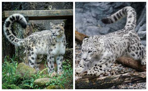 India's First Snow Leopard Conservation Centre to be Opened in Uttrakhand