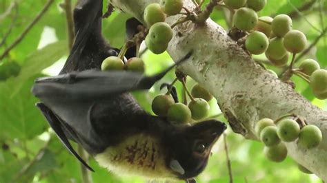 Spectacled Flying Fox Eating A Rainforest Fig Youtube