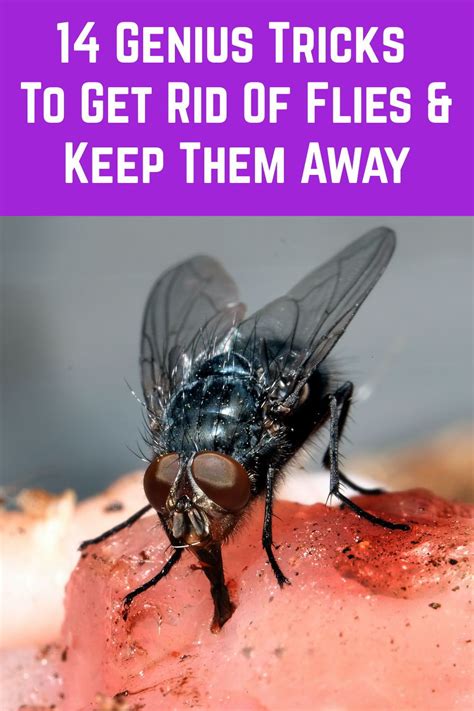 14 Genius Tricks To Get Rid Of Flies And Keep Them Away Get Rid Of