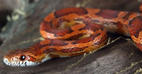 Choosing the Best Small Pet Snakes for Beginners - Small ...