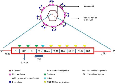 Structure And Genomic Arrangement Of Japanese Encephalitis Virus