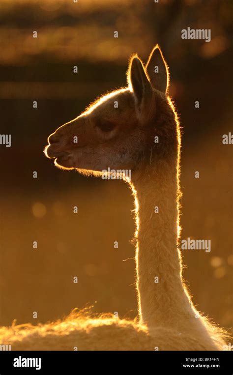 Side View Llama Hi Res Stock Photography And Images Alamy