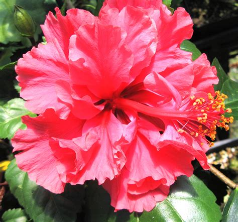 Maybe you would like to learn more about one of these? PRIDE of HANKINS TREE Tropical Hibiscus Live Plant Hot ...