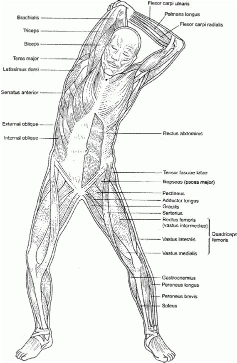 The Muscular System Coloring Pages Coloring Home