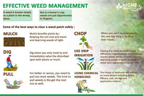 Weed Management Know How To Control