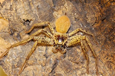 Hidden Housemates Australias Huge And Hairy Huntsman Spiders Australian Geographic