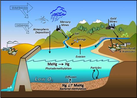 Methylmercury Diagram Mavens Notebook California Water News Central