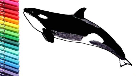 Drawing And Coloring Orca Killer Whale Sea Animals