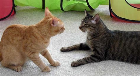 One of the main reasons that cats fight is poor socialisation. Cats Not Getting Along? Some Tips to Help