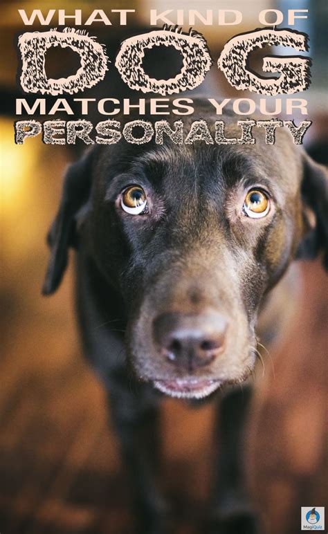 If you don't have a dog yet, do research on different breeds to find. Pin on Dogs