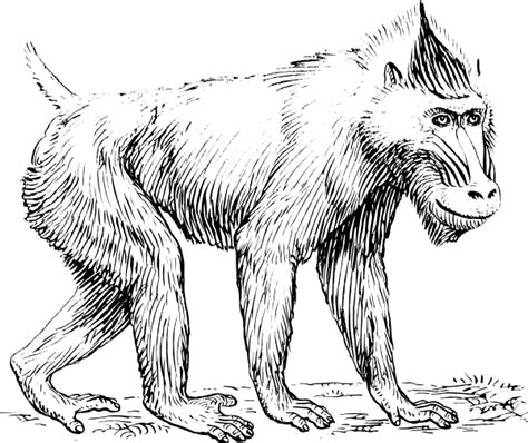 Select from 35919 printable coloring pages of cartoons, animals, nature, bible and many more. Free Monkey Coloring Pages