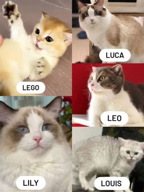 Lisa Lucas Leo Louis Lily Y Lego •blackpink• Amino