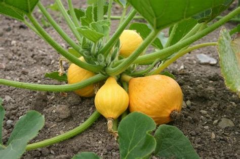 Is zucchini squash a vine. Vermont Garden Journal: Preventing Squash Vine Borer ...