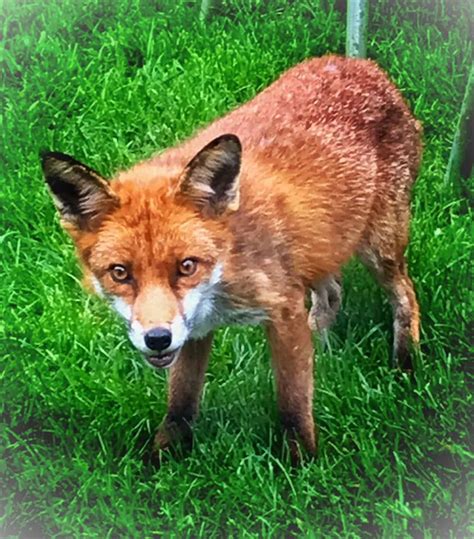 Stunning Urban Fox Image Sparks Flurry Of Leicestershire Wildlife