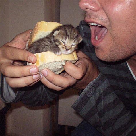 So People Are Making Cat Sandwiches Now