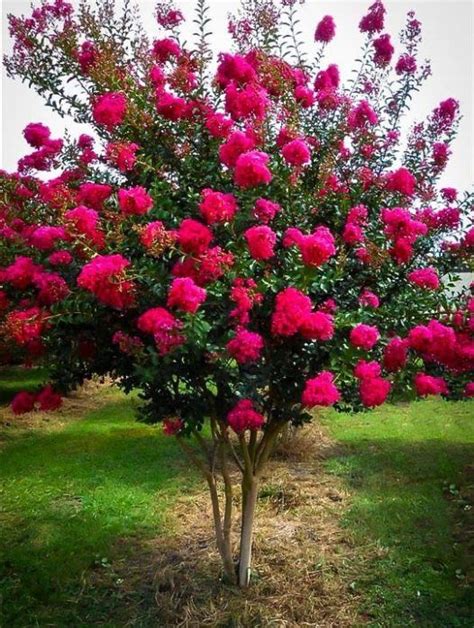 Dwarf Trees To Grow In Containers Flowering Trees Myrtle Tree Plants