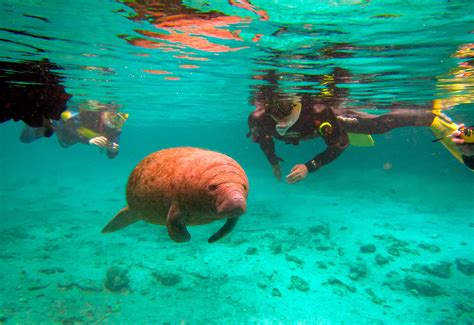 240 Hidden Pictures Ideas In 2023 Hidden Pictures Hid - vrogue.co