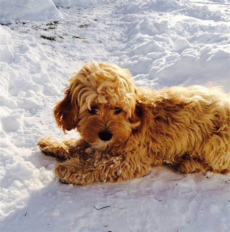 Natural waves are as versatile as they are stunning, but depending on dozens of factors (like the weather, the season, and haircare products), styling your waves can be a daunting task. Wavy hair cockapoo | Dogs, Cockapoo puppies, Snow animals