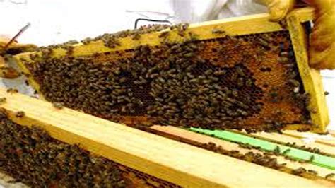 Honey Bee Farming And Tips 