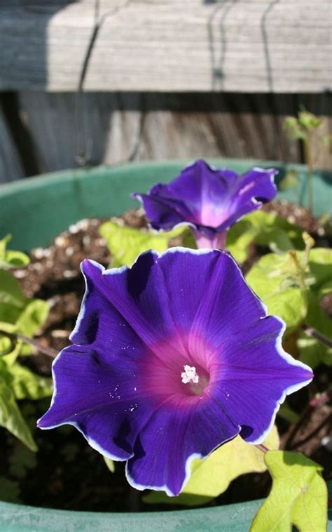 Sweet, pop & ornamental varieties sweet corn has become a summer staple. Ipomoea Japanese Blue Picotee Morning Glory | Plants ...