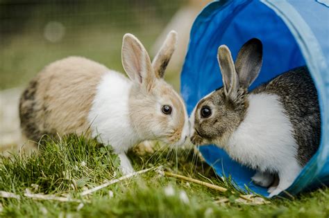 Myxomatosis Symptoms In Rabbits Blue Cross