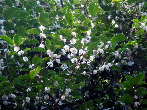 Check spelling or type a new query. Osmanthus fragrans (Thunberg) Loureiro var. aurantiacus Makino
