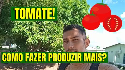 Como Fazer O Tomateiro Produzir Mais Youtube