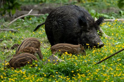 Dort wurden römische denkmäler und archäologische sehenswürdigkeiten aus dem odenwald aufgestellt. Englischer Garten