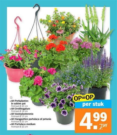 Albert heijn (ook wel bekend onder de afkorting ah), of in de volksmond gewoon 'appie' genoemd, is dé nederlandse supermarkt bij uitstek. Plantjesmarkt Aanbieding bij Albert Heijn