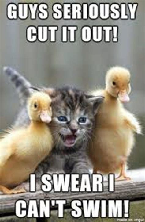 #memes #funny #baby #babies #qulbaby pic.twitter.com/am3vru0wdh. 12 Most Funny Duck Memes Totally Adorable in 2020 | Funny ...